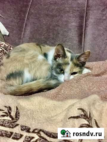 Потеряшка Батайск - изображение 1