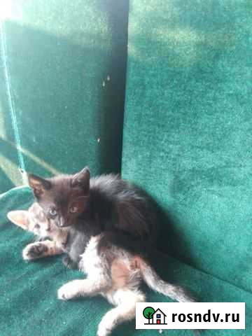 Котята в добрые руки Феодосия - изображение 1