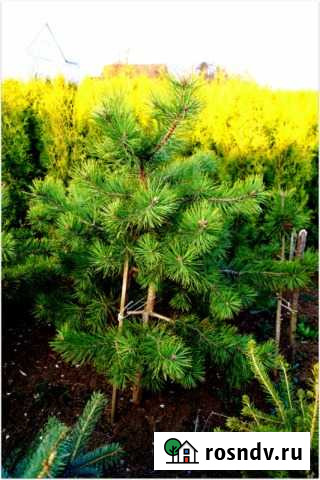 Сосна лесная Хасанья - изображение 1