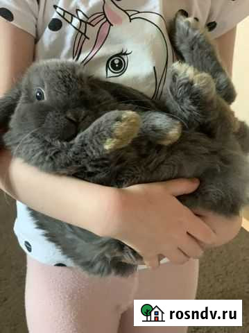 Декоративный кролик вислоухий с документами и клет Балашиха - изображение 1