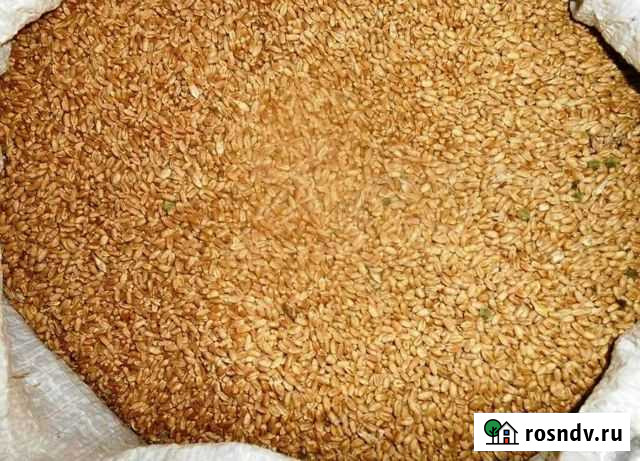 Пшеница и кукуруза Архангельская - изображение 1