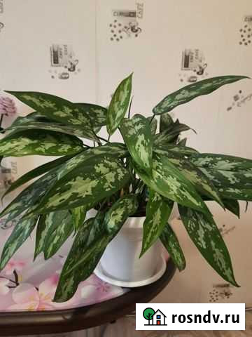 Цветок Аглаонема Братск - изображение 1