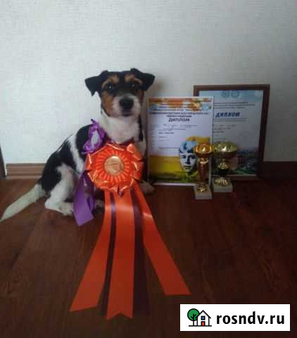 Вязка.Джек Рассел терьер (кобель) Рязань - изображение 1