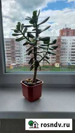 Домашние цветы Братск - изображение 1