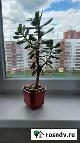 Домашние цветы Братск - изображение 1