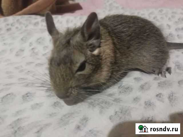 Чилийские белки дегу маленькие Казань - изображение 1