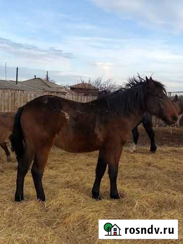 Жеребчики на племя Варгаши - изображение 1