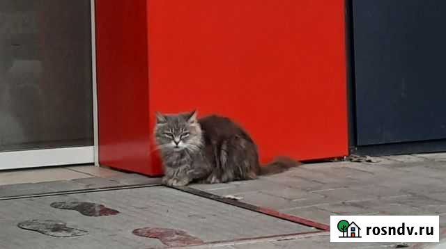 Кошка Новочеркасск - изображение 1