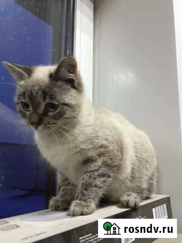 Котик в дар Тельма - изображение 1