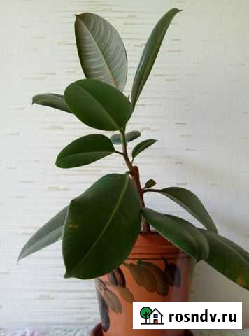 Фикус Уфа - изображение 1