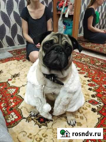 Вязка мопс Энгельс - изображение 1