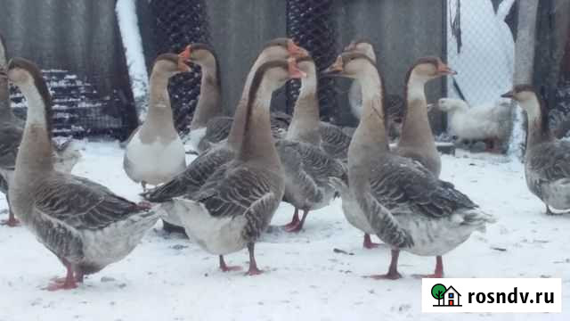 Гуси Холмогоры Кочкурово - изображение 1