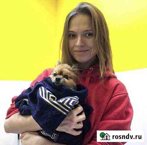 Стрижка собак Мурино
