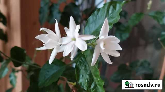 Жасмин самбак Вологда - изображение 1