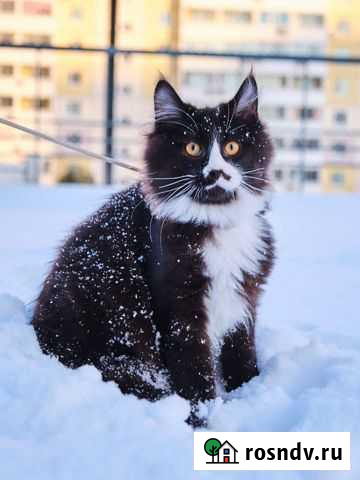 Продается котенок породы мейн-кун Хабаровск - изображение 1