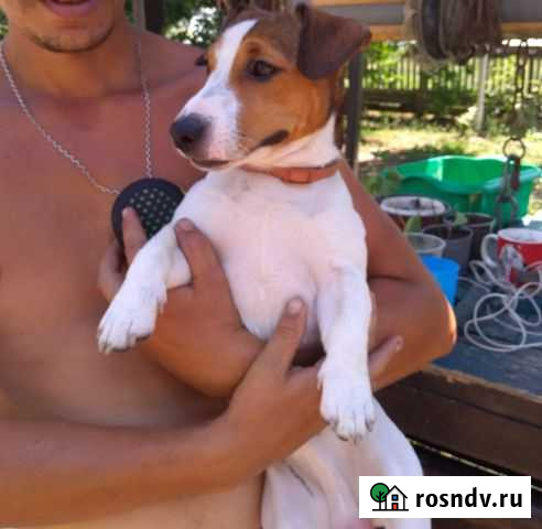 Вязка Джек Рассел терьер Хиславичи - изображение 1