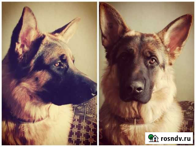 Немецкая овчарка вязка Соликамск - изображение 1