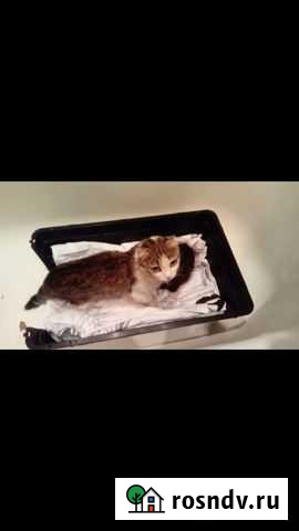 Кошка в дар Разумное - изображение 1