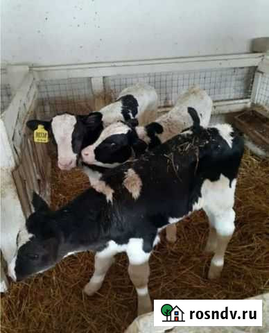 Бычки и телята Плотниково - изображение 1