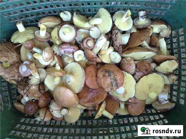 Грибы маслята свежие Ульяновск - изображение 1