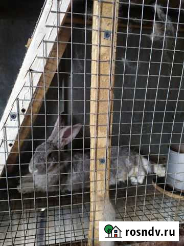 Кролики Советская шиншилла Санкт-Петербург - изображение 1