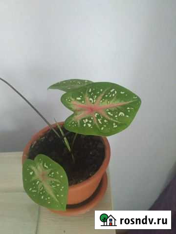 Каладиум Юрга - изображение 1