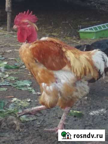 Петух голошейка Старый Оскол - изображение 1