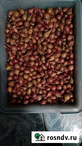 Лук севок Шыгырдан - изображение 1