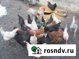 Продаются домашние молоденькие петушки Кореновск - изображение 1