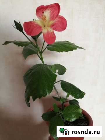Гибискус сортовой Добрянка - изображение 1