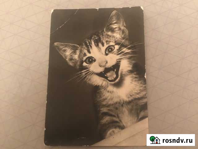 Старинные открытки Мурино - изображение 1