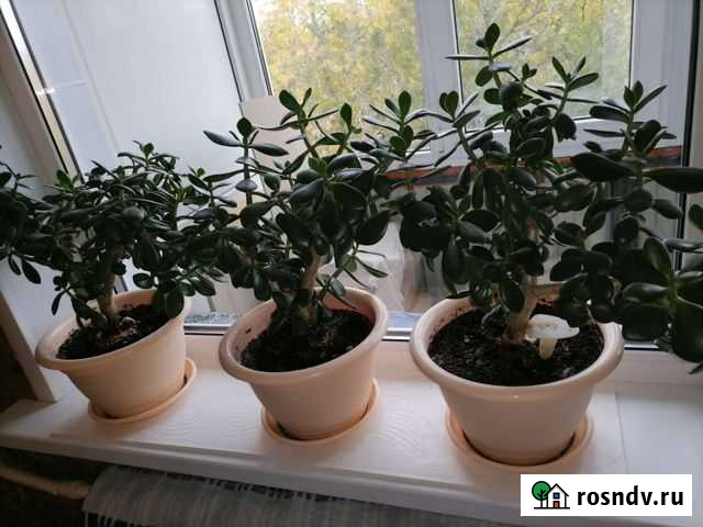 Денежное дерево Оренбург - изображение 1