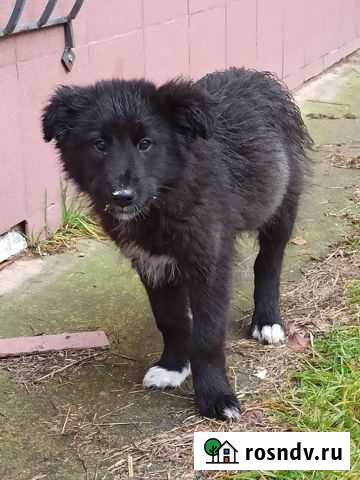 Собака в добрые руки щенок Советск - изображение 1