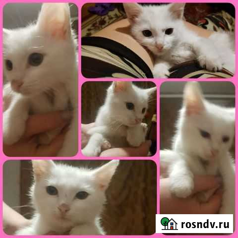 Милый котёнок Свободный - изображение 1