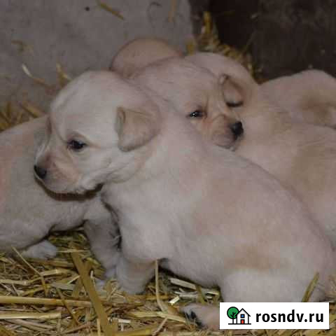 Лабрадоры с доставкой Новолеушковская - изображение 1