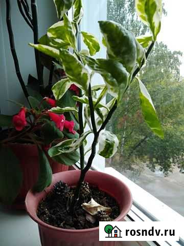 Растение педилантус Дзержинск - изображение 1