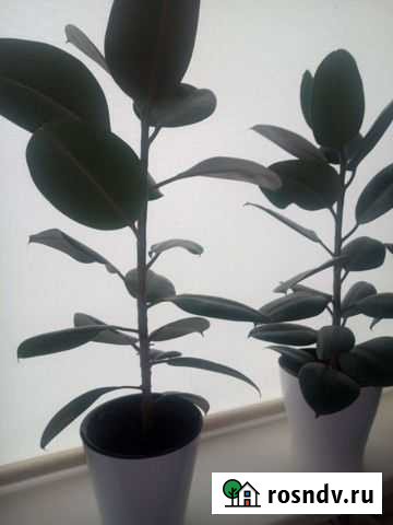 Фикус Советск - изображение 1