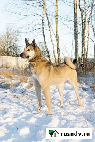 Пёс Спарки Кострома - изображение 1