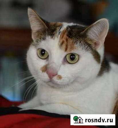 Кошка в добрые руки Курск - изображение 1