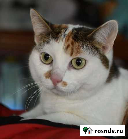 Кошка в добрые руки Курск - изображение 1