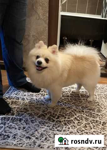 Шпиц ищет невесту. Вязка шпица Тольятти - изображение 1