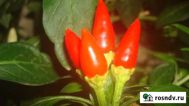 Перец огонек (6 кустов) Астрахань - изображение 1