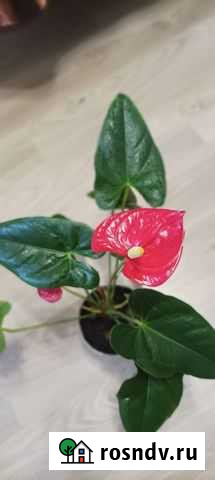 Комнатные цветы антуриум Иваново - изображение 1