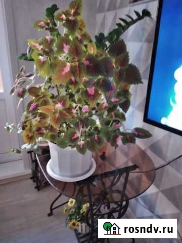 Колеус Чапаевск - изображение 1