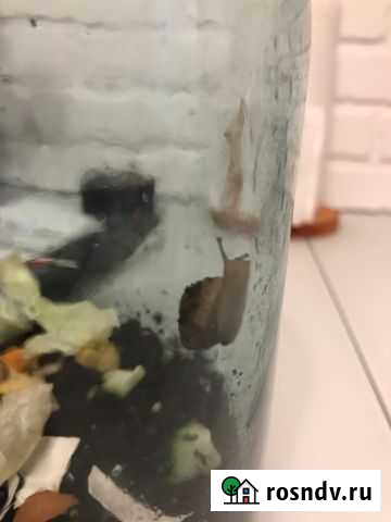 Улитки Липецк - изображение 1