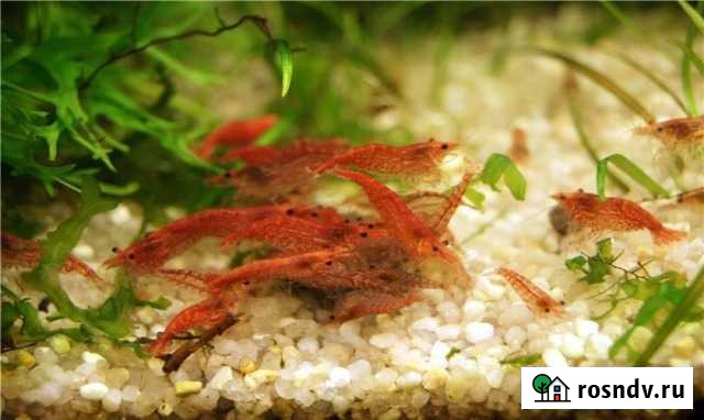 Креветки вишня Тула - изображение 1