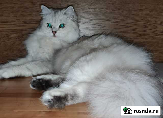 Кошка Махачкала - изображение 1