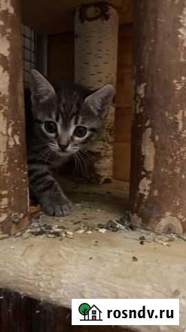 Кошка Одинцово - изображение 1