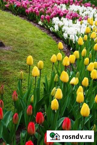 Тюльпаны оптом Владикавказ - изображение 1