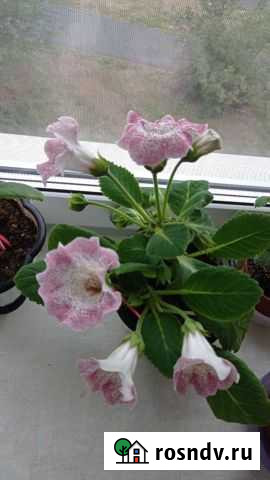 Глоксиния, спатифиллум, тидея Тольятти - изображение 1